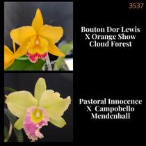 Orquídea Cruzamento Bouton Dor Lewis X Pastoral Innocence (3537)