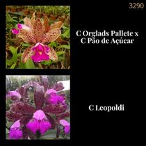Orquídea Cruzamento (C. Orglads Pallete x C Pão de Açúcar) x C Leopoldi (3290)