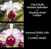 Orquídea Cruzamento Cheri Belle x Pastoral withe (3172)