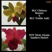 Orquídea Cruzamento Chinese Bronze x Deana Sanders Hutert (3389)
