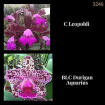 Orquídea Cruzamento Leopoldi x Durigan Aquarius (3246)