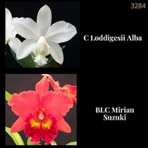 Orquídea Cruzamento Loddigesii Alba X Mirian Suzuki (3284)