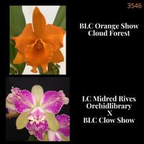 Orquídea Cruzamento Orange Show Cloud Forest x Midred Rives Orchidlibrary (3546) Orquídea Cruzamento Orange Show Cloud Forest x Midred Rives Orchidlibrary (3546)