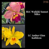 Orquídea Cruzamento Waikiki Sunset Miles X Amber Glon Kathleen (3156)