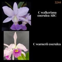 Orquídea Cruzamento Walkeriana coerulea x Warnerii coerulea (3244) - Jardim com Flores