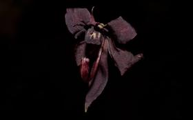 Orquídea Cycnoches egertonianum red - Cooperorchids