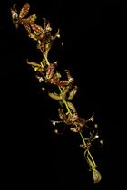 Orquídea Cycnoches pentadactilum x egertonianum - Cooperorchids