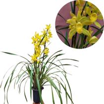 Orquidea Cymbidium Amarelo Adulta Planta Natural Orquidea Cymbidium Amarelo Adulta Planta Natural