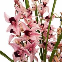 Orquídea Cymbidium Devon Planta Adulta Rara Flor Linda