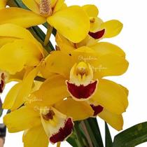 Orquídea Cymbidium Flor Amarela Planta Adulta Orquídea Cymbidium Flor Amarela Planta Adulta
