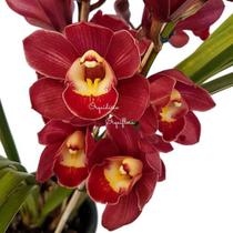 Orquídea Cymbidium Flor Avermelhada Planta Adulta