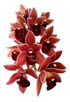 Orquídea Cymbidium Pendente Dorothy Stockstill Planta Adulta - Orquiflora