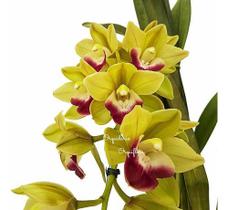 Orquídea Cymbidium Pendente Pearl Dawson Procyon Esverdeada