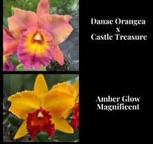 Orquídea Danae Orange x Amber Glow (3124) - Fabricação própria