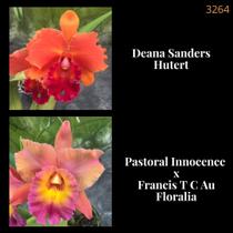 Orquídea Deana Sanders x Pastoral Innocence - Jardim com Flores