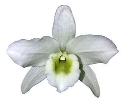 Orquídea Dend Spring Dream Apollon Planta Adulta Flor Branca