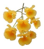 Orquídea Dendrobium Agregatum Plantas Adultas Amarelo Ouro!
