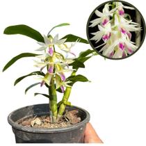 Orquídea Dendrobium Amethystoglossum Adulta - Exclusividade para Sua Coleção Orquídea Dendrobium Amethystoglossum Adulta - Exclusividade para Sua Coleção