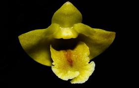 Orquídea Dendrobium anceps