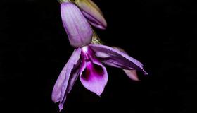 Orquídea Dendrobium anosmum