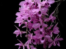 Orquidea Dendrobium Anosmum Tipo