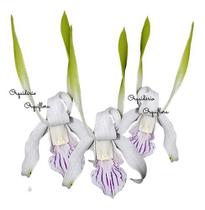 Orquídea Dendrobium Antennatum Planta Adulta Com Vaso Nº10