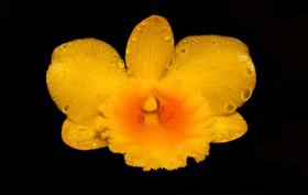 Orquídea Dendrobium chrysotoxum