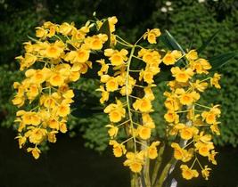 Orquídea Dendrobium Chrysotoxum - Espécie Epífita Nativa do Sudeste Asiático