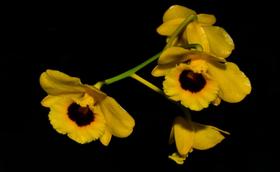 Orquídea Dendrobium chrysotoxum oculatum