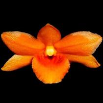 Orquídea Dendrobium crocatum
