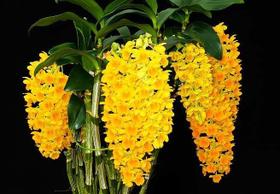 Orquídea Dendrobium densiflorum