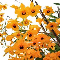 Orquídea Dendrobium Fimbriatum Planta Adulta Flor Alaranjada