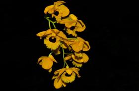 Orquídea Dendrobium fimbriatum variação oculatum