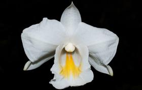 Orquídea Dendrobium formosum