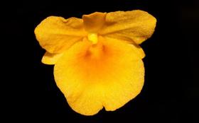 Orquídea Dendrobium jenkinsii