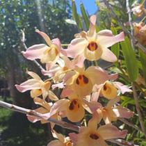 Orquídea Dendrobium Moschatum - Planta Adultas com Bulbos