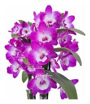 Orquídea Dendrobium Nobile Hibrido Planta Adulta 2