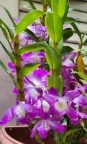 Orquídea Dendrobium nobile - Olho de Boneca Pote 11 - Ceagesp