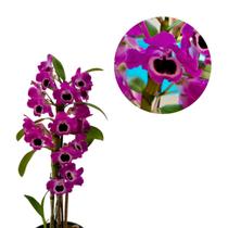 Orquídea Dendrobium Nobile Vinho Flor Olho de Boneca Rara