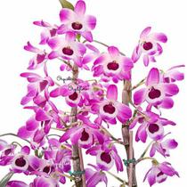 Orquídea Dendrobium Nobiles Olho-de-boneca Planta Adulta - Orquiflora
