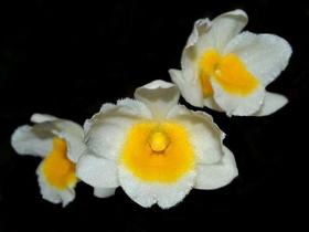 Orquídea Dendrobium palpebrae