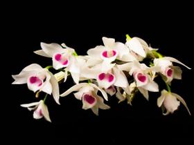 Orquídea Dendrobium parishii semi alba