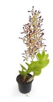 Orquídea Dendrobium Rambo Planta Adulta Com Vaso - Orquiflora