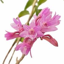 Orquídea Dendrobium Ramosii Planta Adulta Natural Exótica - Orquiflora