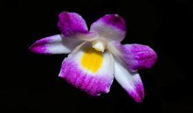 Orquídea Dendrobium rhodostoma