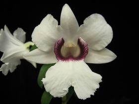 Orquídea Dendrobium sanderae var major