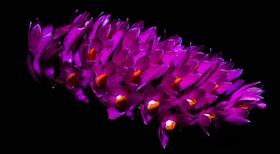 Orquídea Dendrobium secundum