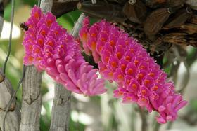 Orquidea Dendrobium Secundum