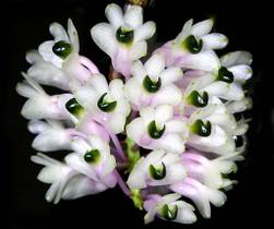 Orquídea Dendrobium smiliae