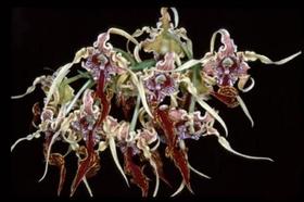 Orquídea Dendrobium spectabilis